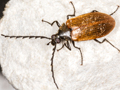 Pseudocistella ceramboides
